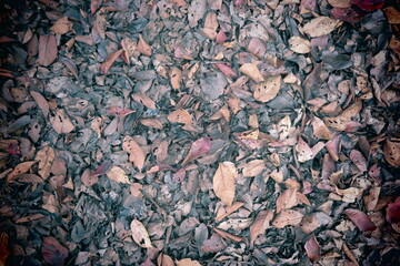 冬の枯れ葉の落ち葉の風景1