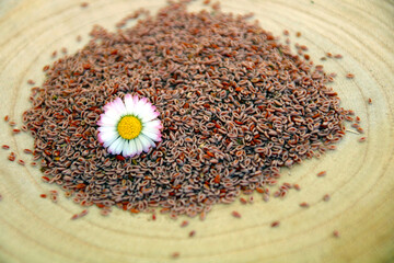 flohsamen bio
