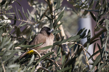 Two yellow-vented nightingales staying together on an olive tree