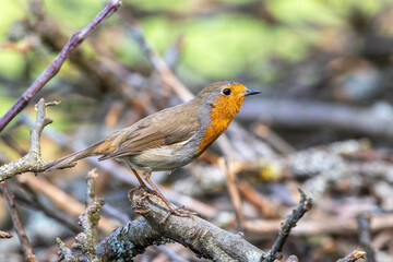 Rotkehlchen (Erithacus rubecula)
