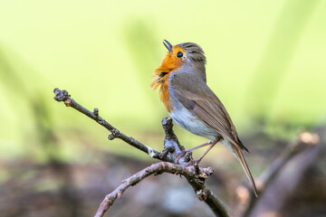 Rotkehlchen (Erithacus rubecula) singend