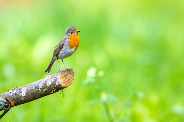 Rotkehlchen (Erithacus rubecula)