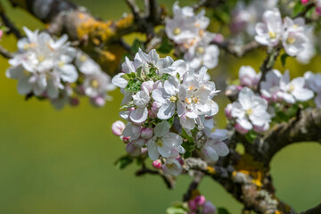 Apfelbl&uuml;ten