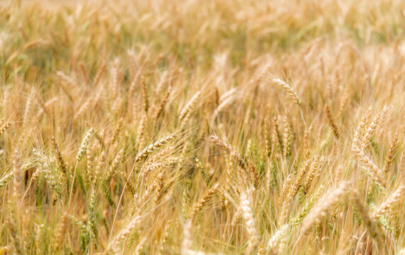 Gold color ear of barley in organic barley field. © torjrtrx