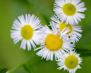 Obraz premium Wild white flower with a spider