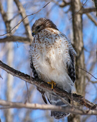 Red Shouldered Hawk