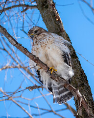 Red Shouldered Hawk