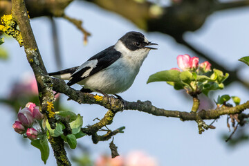 Halsbandschnäpper (Ficedula albicollis) Männchen