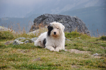 Mioritic shepherd photographed in the Retezat massif, Romania.