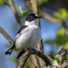 Fototapeta premium Halsbandschnäpper (Ficedula albicollis) Männchen