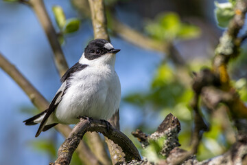 Halsbandschn&auml;pper (Ficedula albicollis) M&auml;nnchen