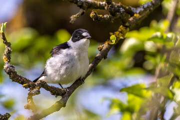 Halsbandschnäpper (Ficedula albicollis) Männchen