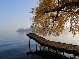 tree on the lake