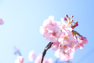 サクラ 満開 さくら 桜 ピンク 花見 美しい 幻想的 きれい 入学 卒業 新生活