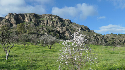Fototapeta na wymiar Spindly almond tree with blue sky and mountain backdrop