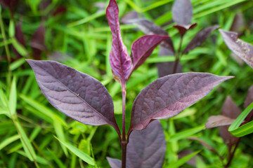 amaranth on green grass