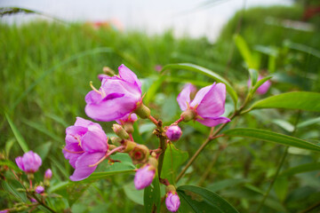 Tibouchina Flowers