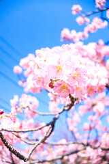 サクラ 鮮やか 美しい きれい 満開 サクラ 桜 きれい 花見 入学 卒業 かわいい