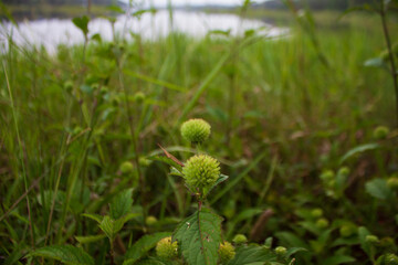 emergent vegetation on the grass