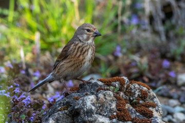 Bluthänfling (Carduelis cannabina) Weibchen