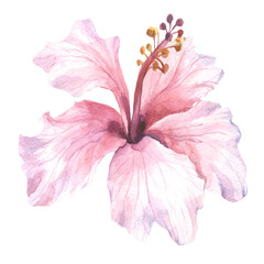 pink hibiscus flower.watercolor © OLGA