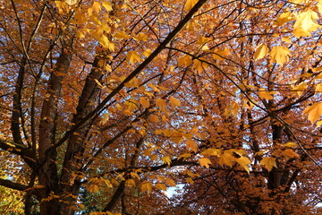 The maple trees with yellow leaves in the beautiful autumn season.