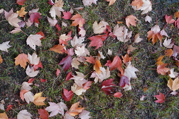 Red maple leaves on the ground