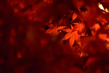 幻想的なもみじ