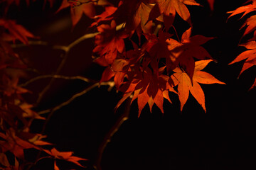 幻想的なもみじ