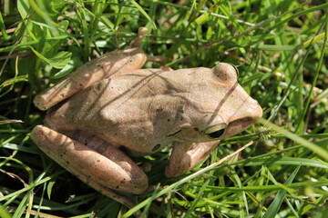 the view from the top corner of a large frog on the green grass