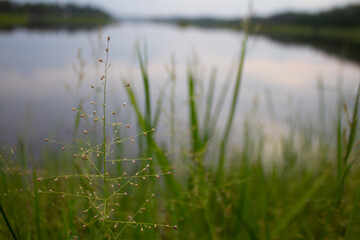 Natural Landscape on the lake