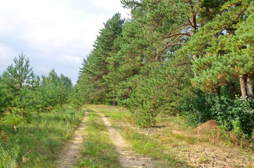 Fototapeta na wymiar Summer landscape with a road along a pine forest
