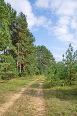 The road along the pine forest on a sunny summer day