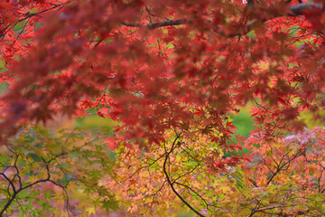 紅葉の背景