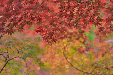 紅葉の背景