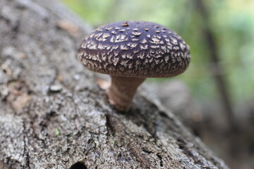Shiitake mushroom in a forest is on a log for mushroom cultivation.