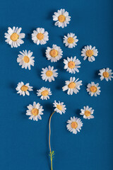 Pattern from fresh daisies on blue background.