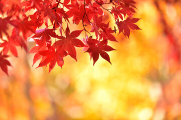 紅葉の背景