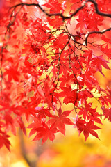 紅葉の背景