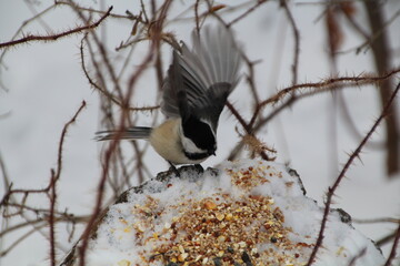 Open Wings, Gold Bar Park, Edmonton, Alberta