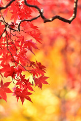 紅葉の背景