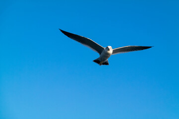 Fototapeta na wymiar A seagull flying with its wings wide open under the background of a cloudless blue sky.