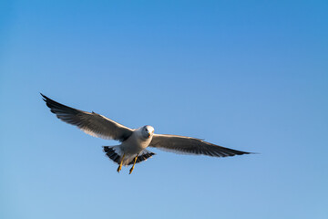 A white seagull flying gracefully in the blue sky.