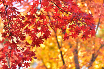 紅葉の背景