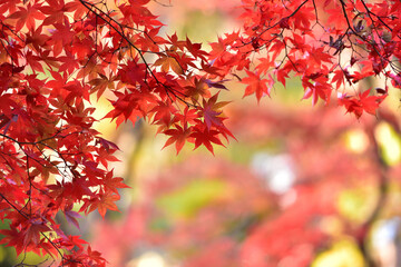 紅葉の背景