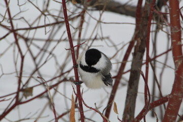 Quick Chickadee, Gold Bar Park, Edmonton, Alberta