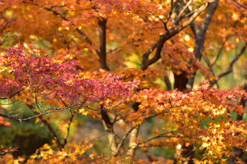 紅葉の背景
