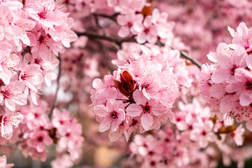 Cherry blossom, sakura flowers in a park in Madrid