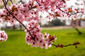 Cherry blossom, sakura flowers in a park in Madrid