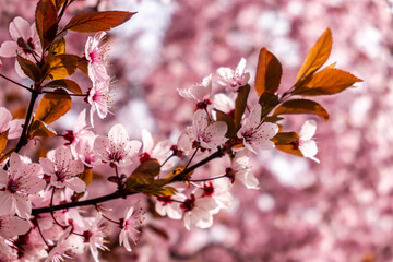 Cherry blossom, sakura flowers in a park in Madrid